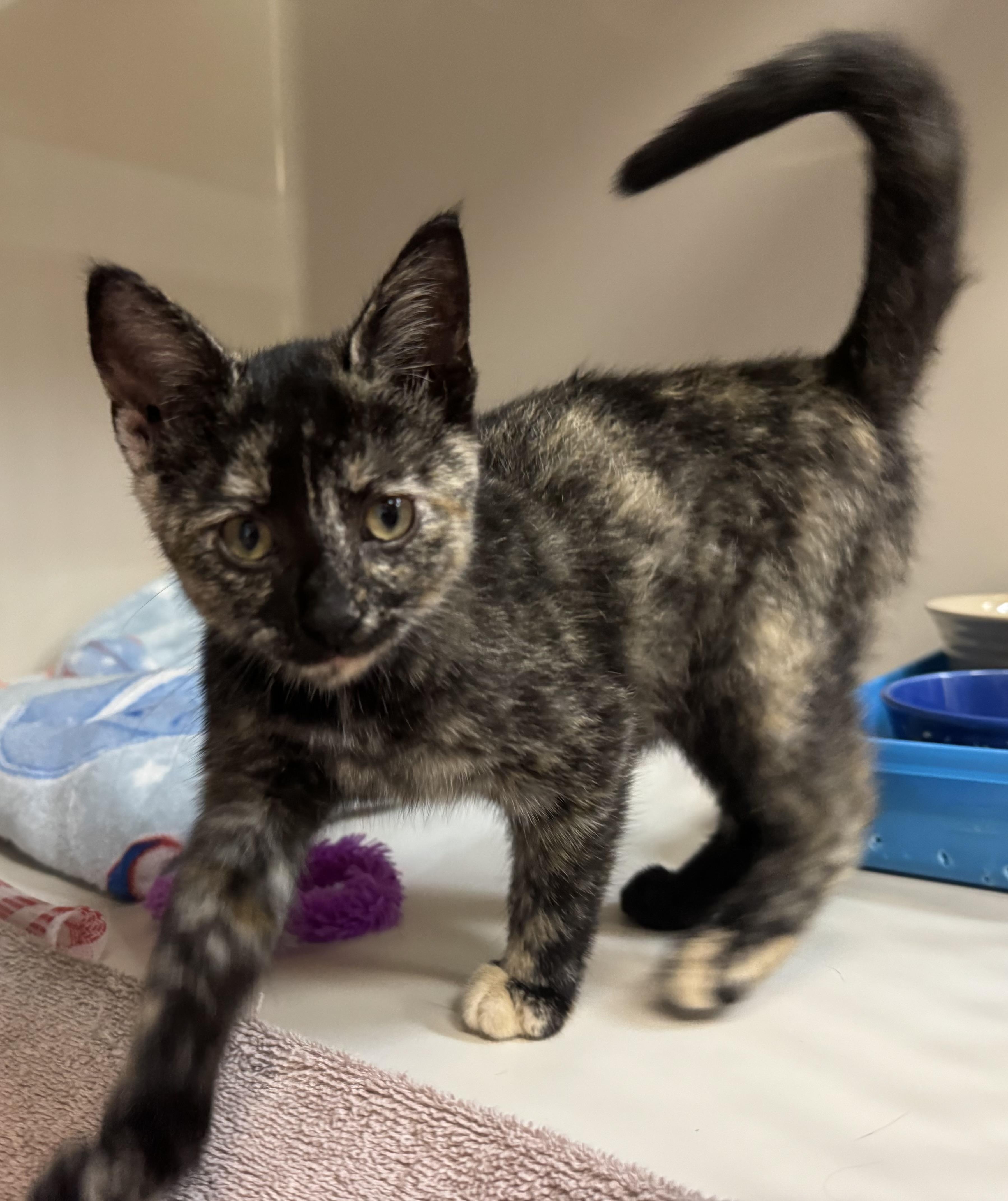 Enlarge Twix, a Adoptable Domestic Short Hair in Tomah, WI image 4/4