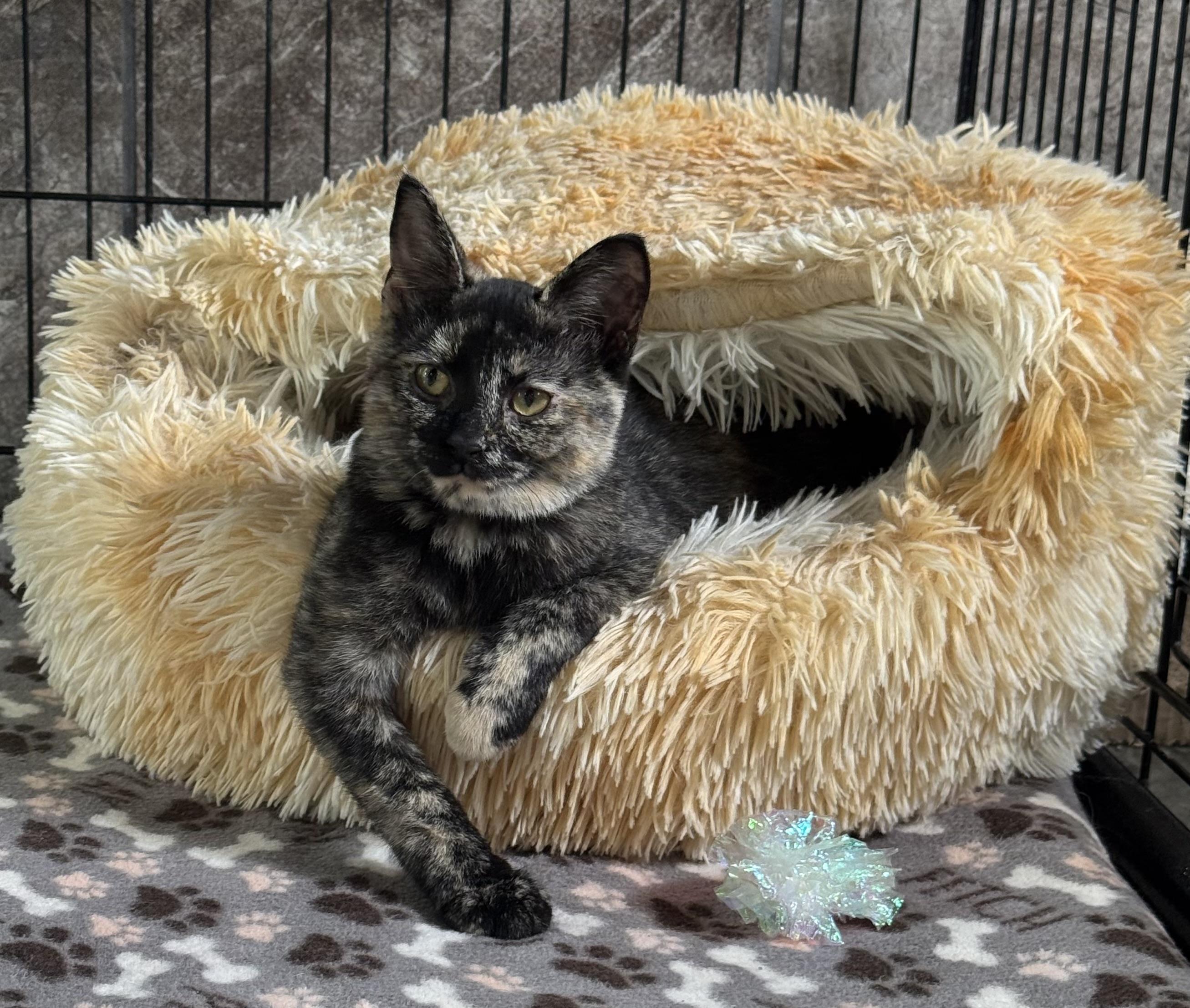 Twix, Adoptable, Kitten Female Domestic Short Hair.