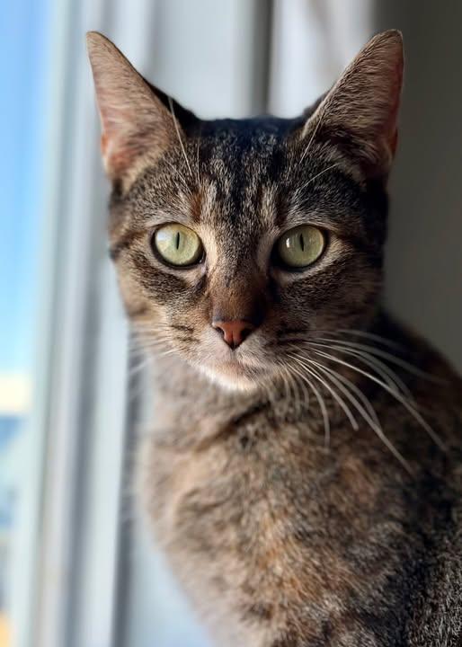 Maja, Adoptable, Young Female Domestic Short Hair.