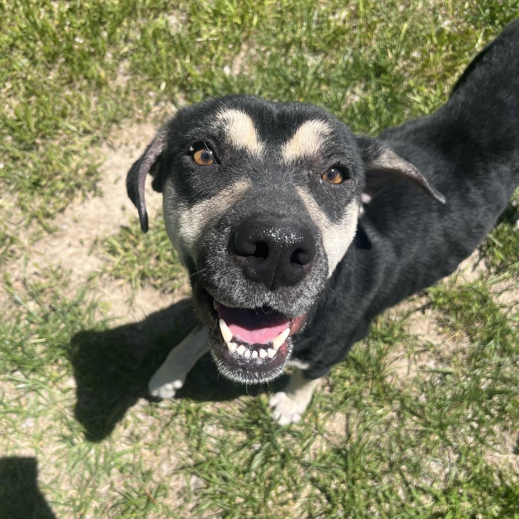 Krustina, Adoptable, Adult Female Mixed Breed.