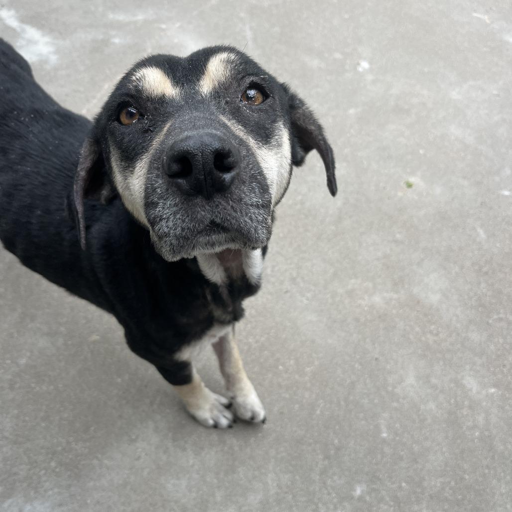 Enlarge Krustina, a Adoptable Mixed Breed in Manhattan, KS image 2/5