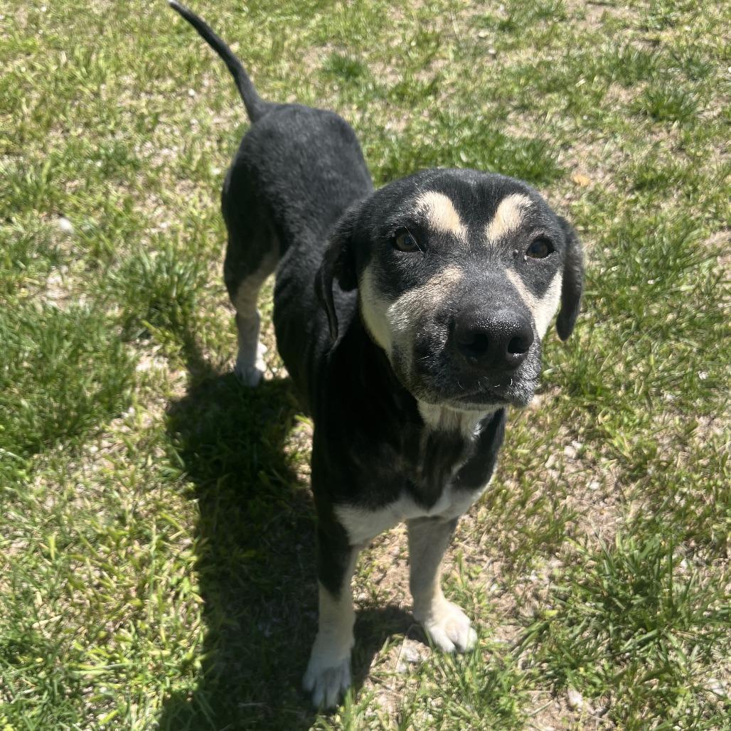 Enlarge Krustina, a Adoptable Mixed Breed in Manhattan, KS image 3/5