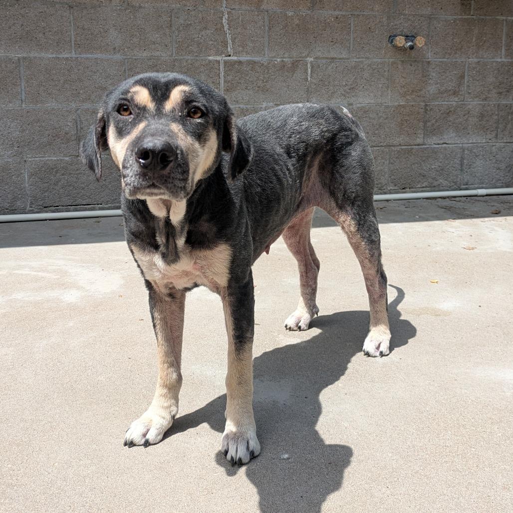 Enlarge Krustina, a Adoptable Mixed Breed in Manhattan, KS image 4/5