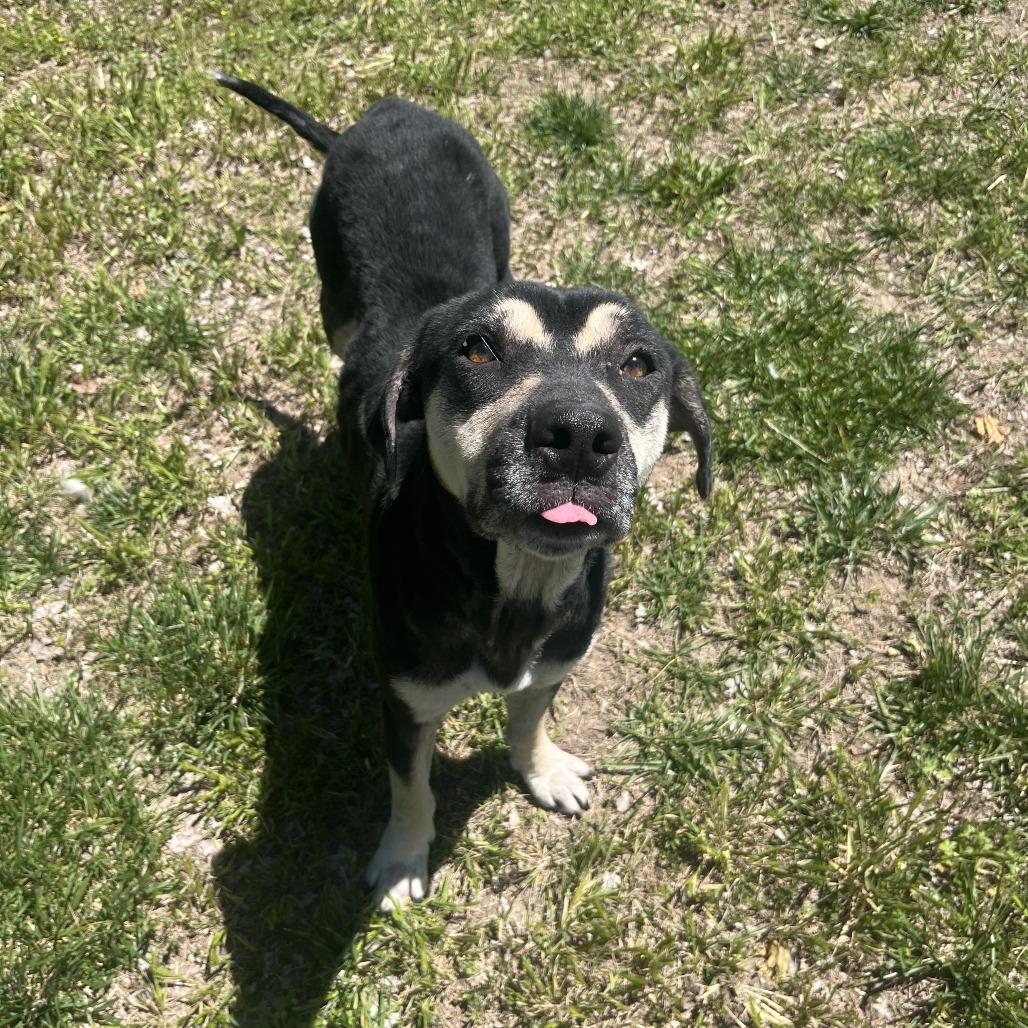 Enlarge Krustina, a Adoptable Mixed Breed in Manhattan, KS image 5/5