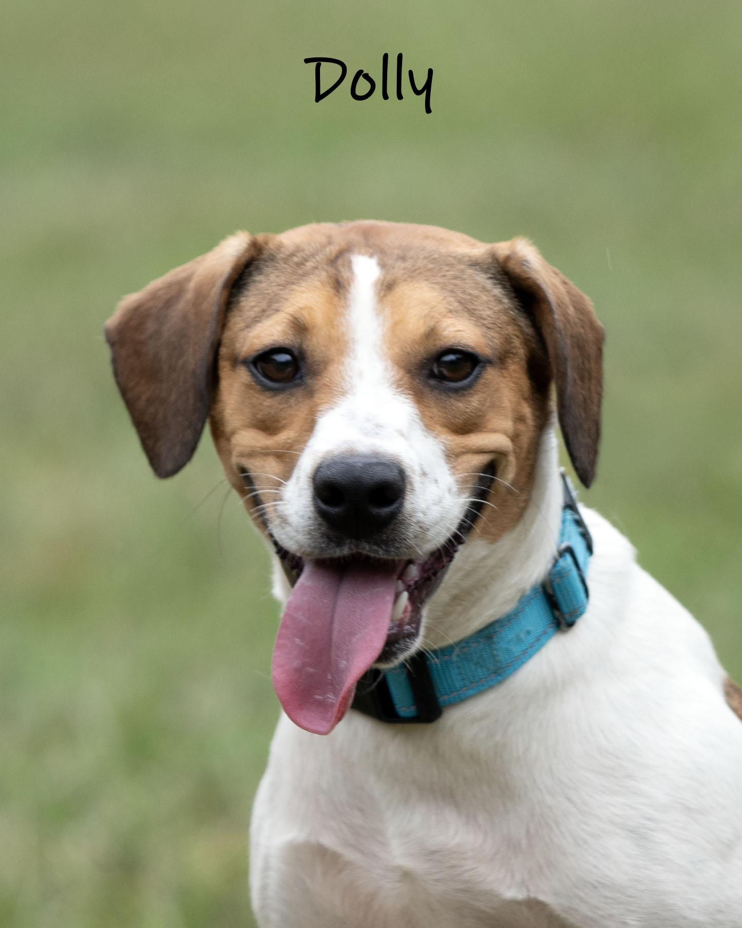 Enlarge Dolly, a Adoptable mixed breed in Bishop, GA image 4/6
