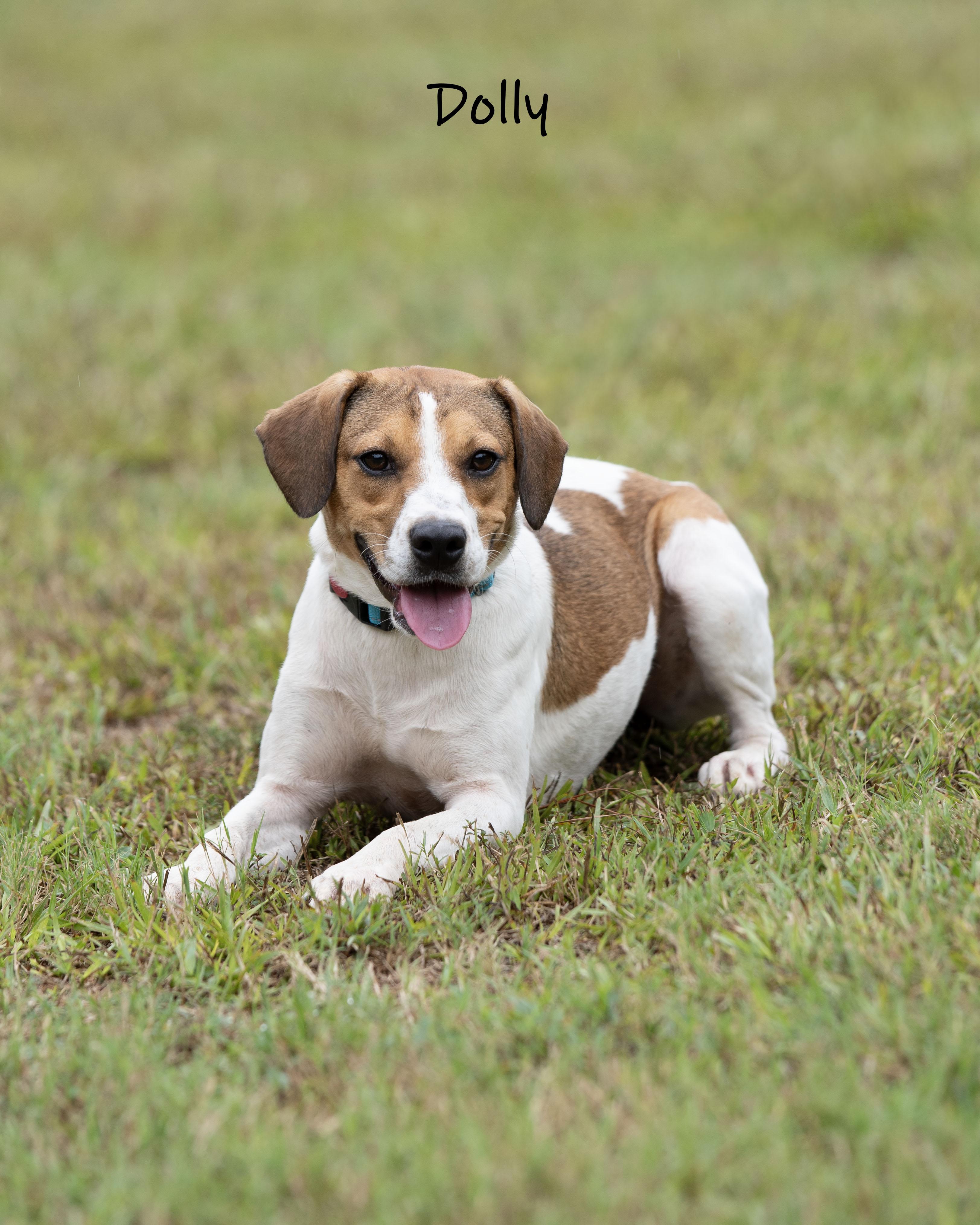 Enlarge Dolly, a Adoptable mixed breed in Bishop, GA image 5/6