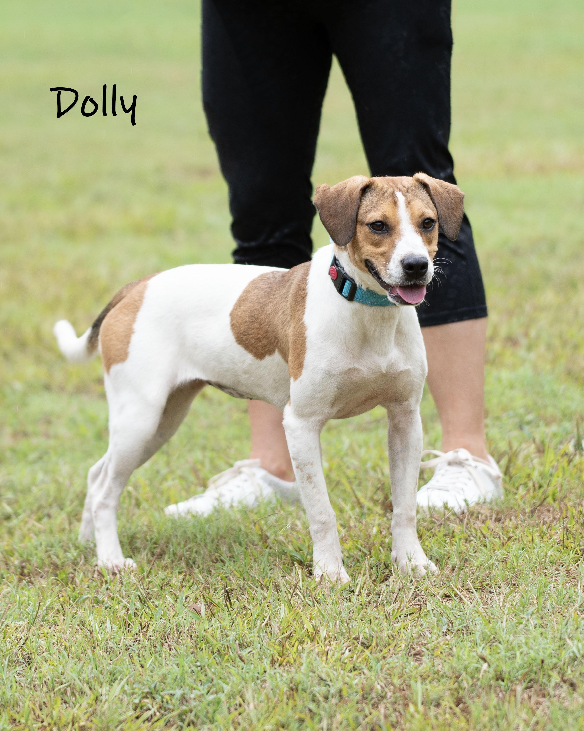 Enlarge Dolly, a Adoptable mixed breed in Bishop, GA image 1/6