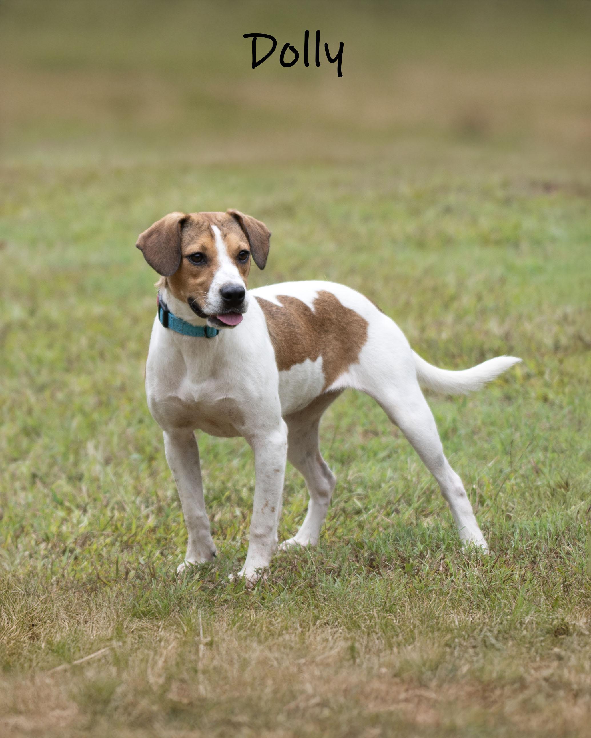 Enlarge Dolly, a Adoptable mixed breed in Bishop, GA image 2/6