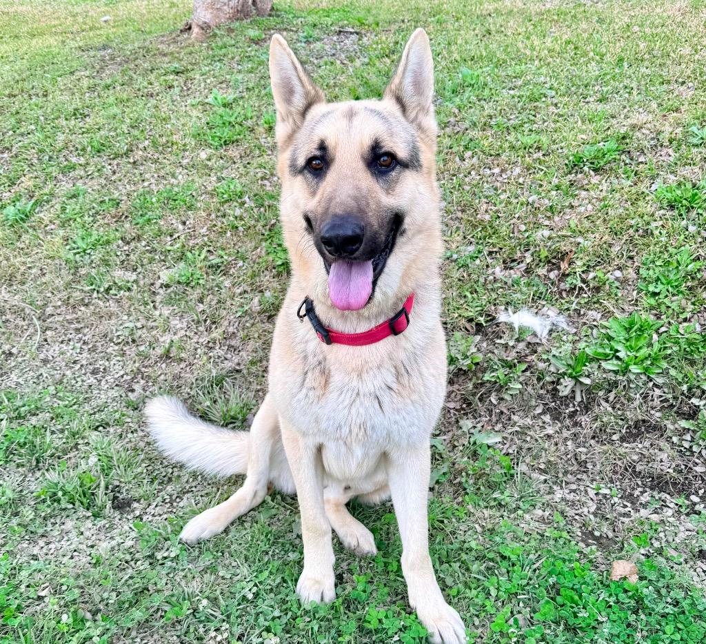Stefan, Adoptable, Adult Male German Shepherd Dog.