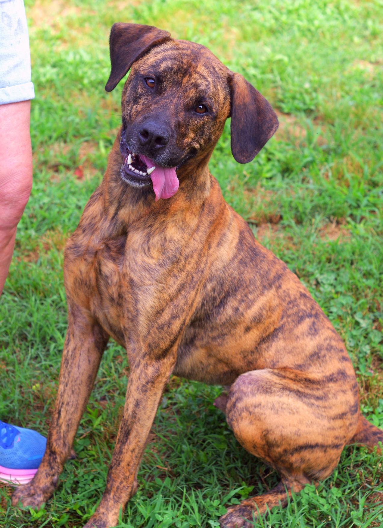 Enlarge Porter, a Adoptable mixed breed in Sautee Nacoochee, GA image 2/3