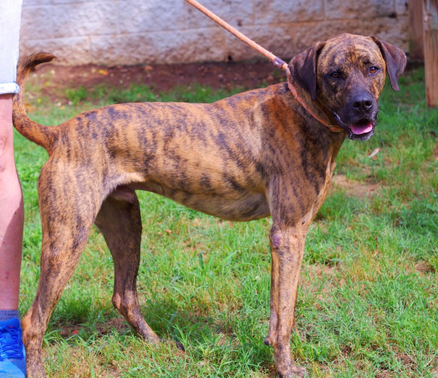 Enlarge Porter, a Adoptable mixed breed in Sautee Nacoochee, GA image 3/3
