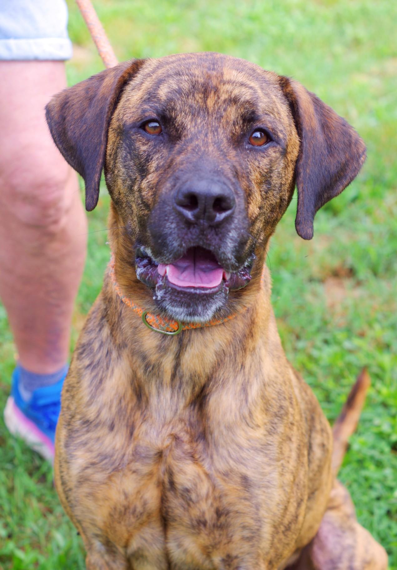 Enlarge Porter, a Adoptable mixed breed in Sautee Nacoochee, GA image 1/3