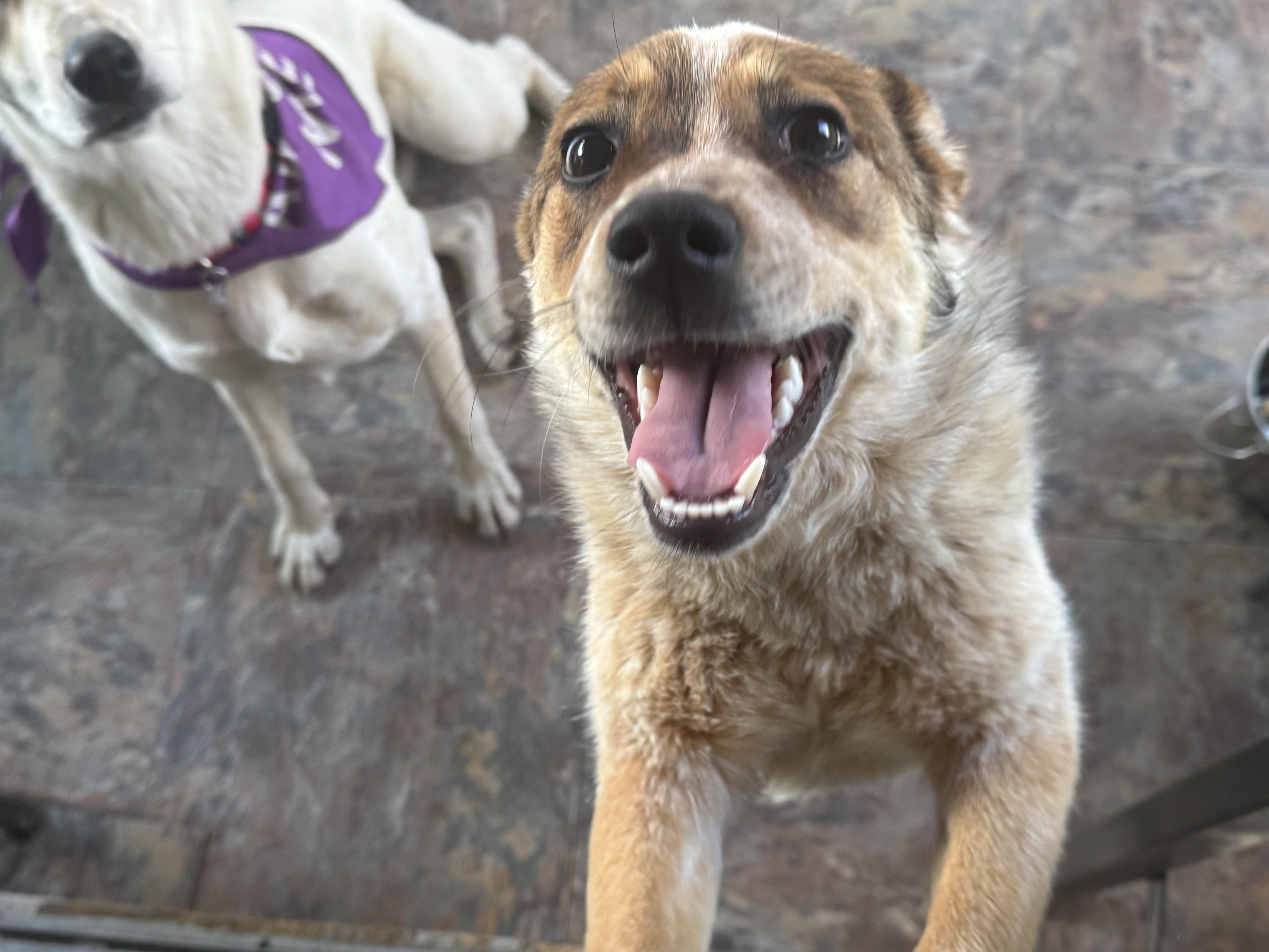 Keena , a ADOPTABLE Australian Cattle Dog / Blue Heeler in Denver, CO image 3/6