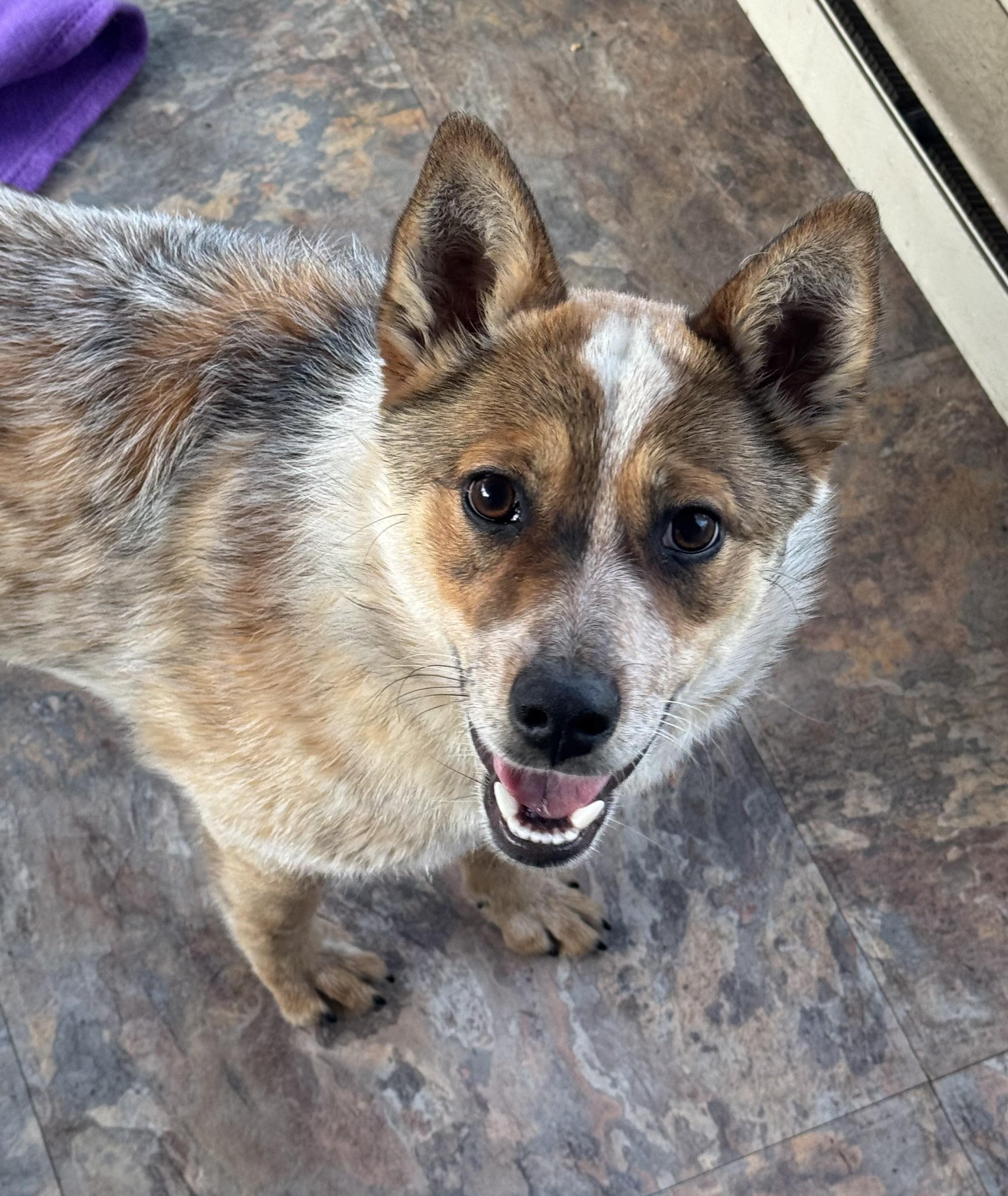 Keena , a ADOPTABLE Australian Cattle Dog / Blue Heeler in Denver, CO image 2/6