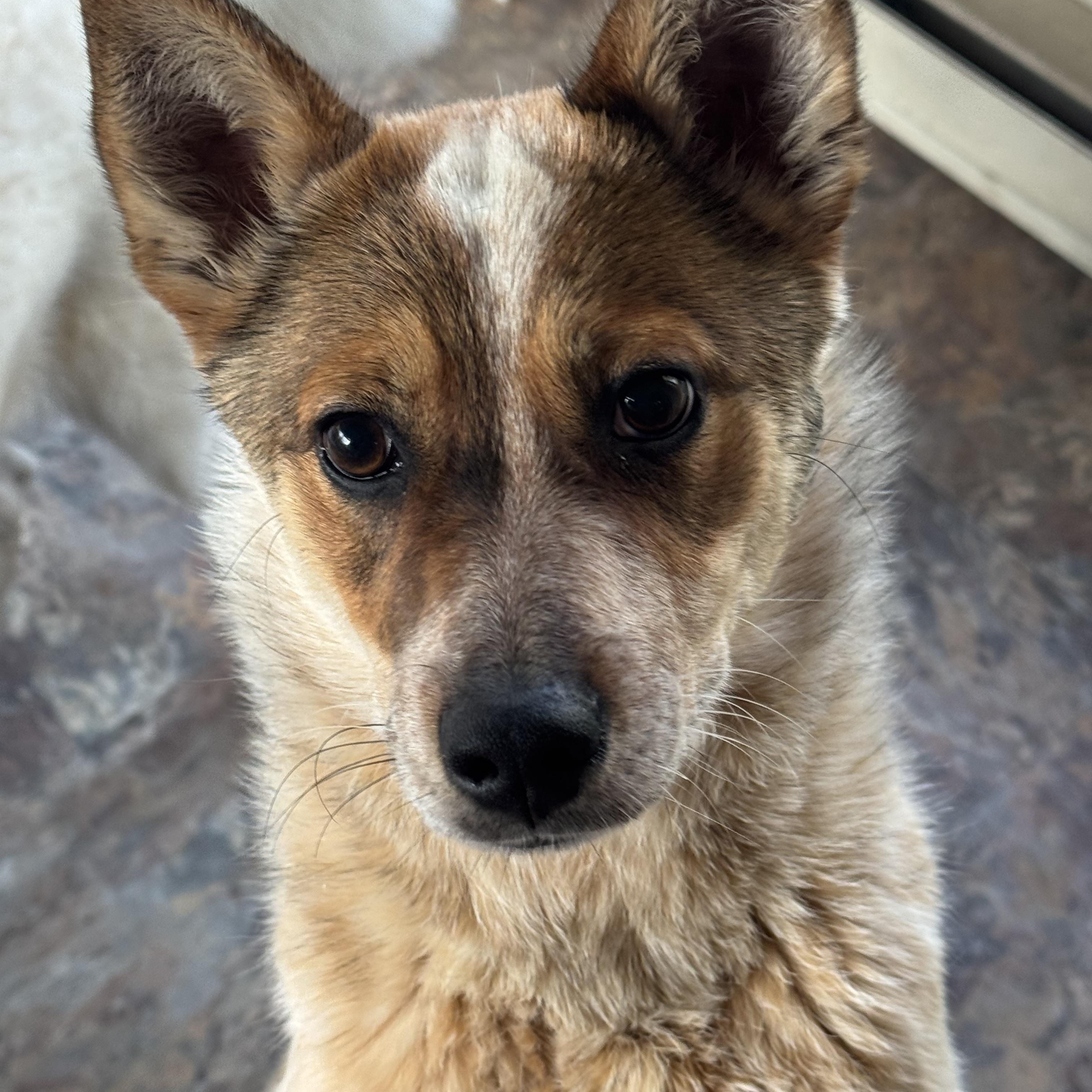 Keena , ADOPTABLE, Young Female Australian Cattle Dog / Blue Heeler.