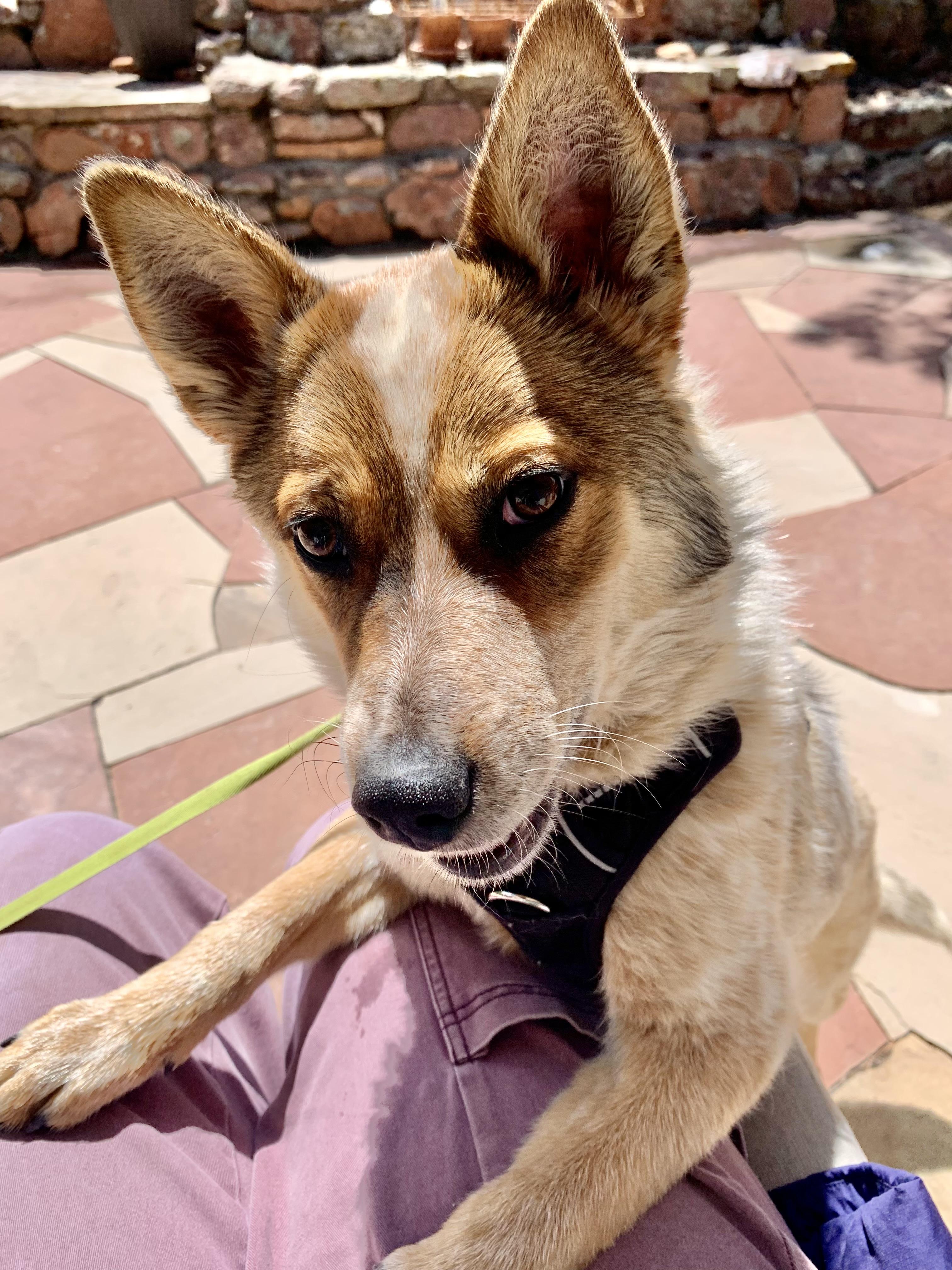 Keena , a ADOPTABLE Australian Cattle Dog / Blue Heeler in Denver, CO image 5/6