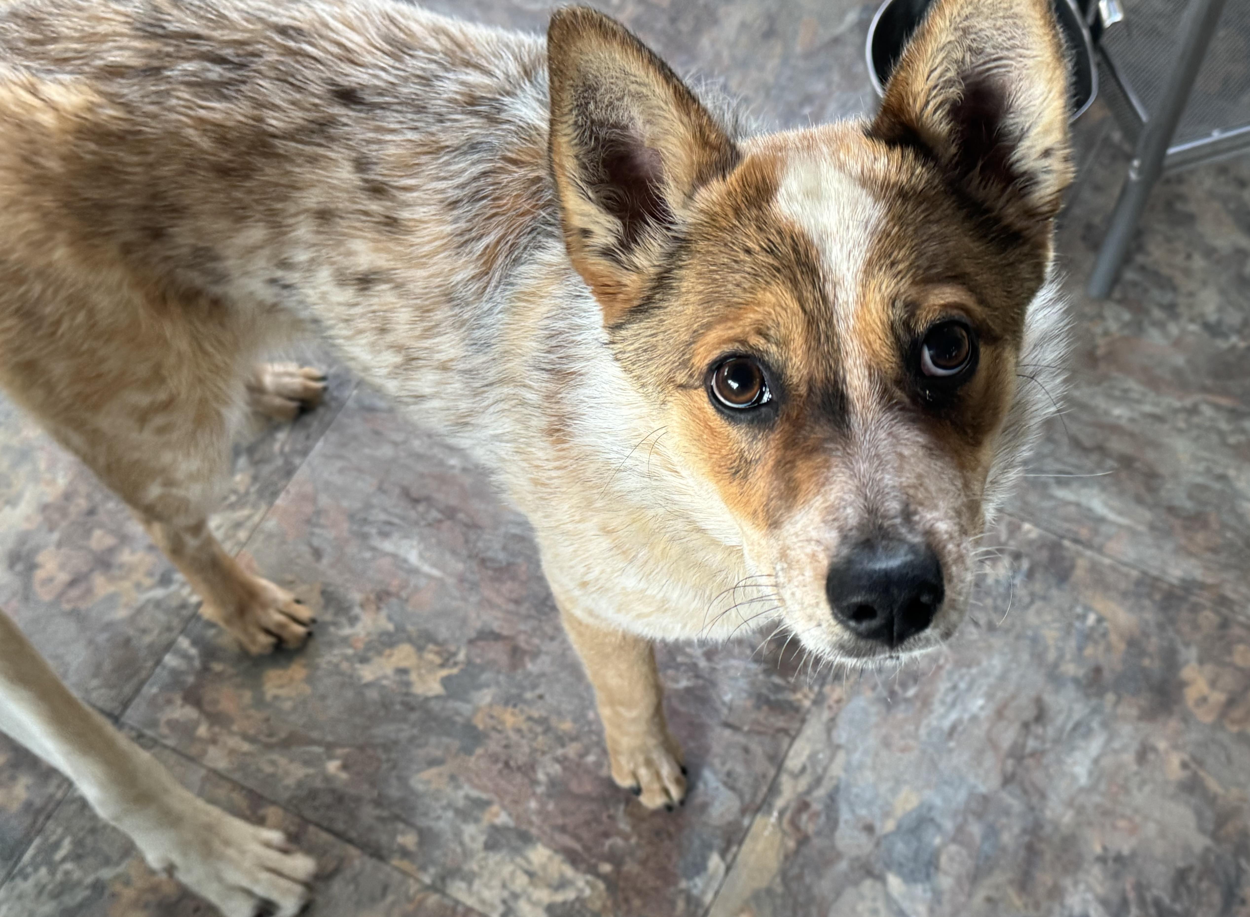 Keena , a ADOPTABLE Australian Cattle Dog / Blue Heeler in Denver, CO image 4/6