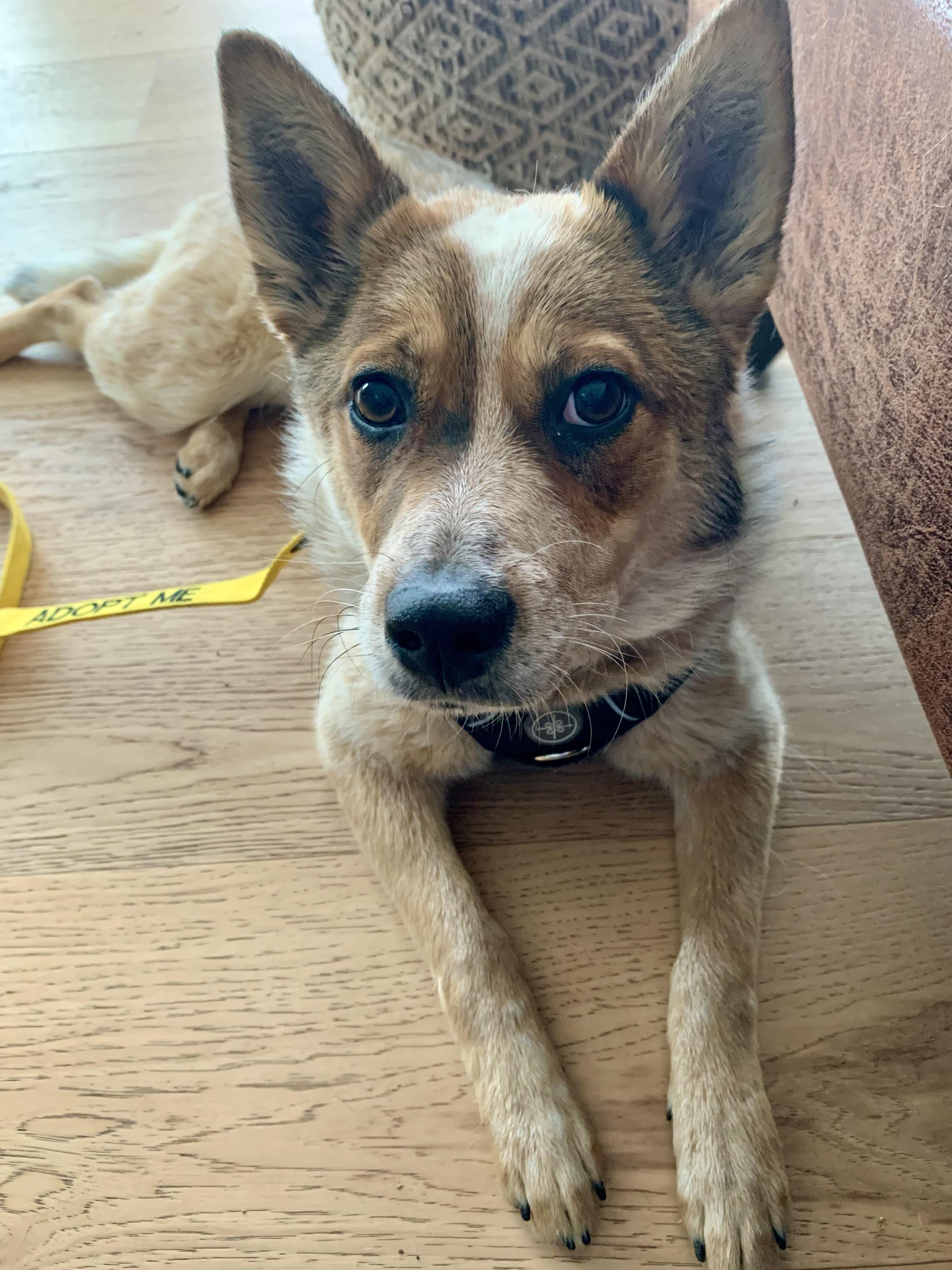 Keena , a ADOPTABLE Australian Cattle Dog / Blue Heeler in Denver, CO image 6/6