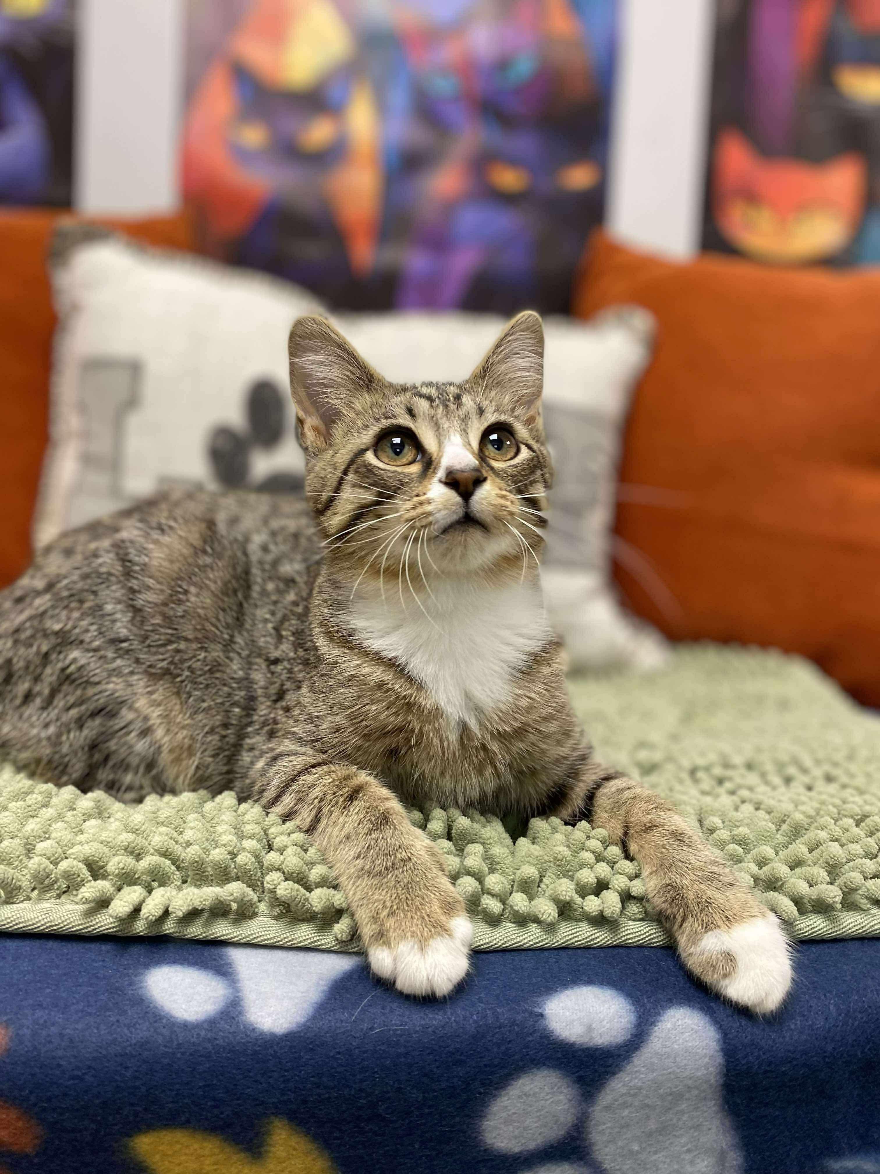 Clyde, Adoptable, Young Male Domestic Short Hair.