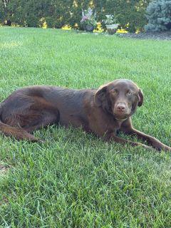 Gabby, an adopted mixed breed in Schaumburg, IL image 4/4