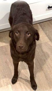 Gabby, an adopted mixed breed in Schaumburg, IL image 3/4