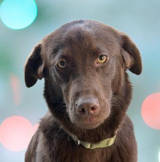 Gabby, adopted, Young Female Chocolate Labrador Retriever.