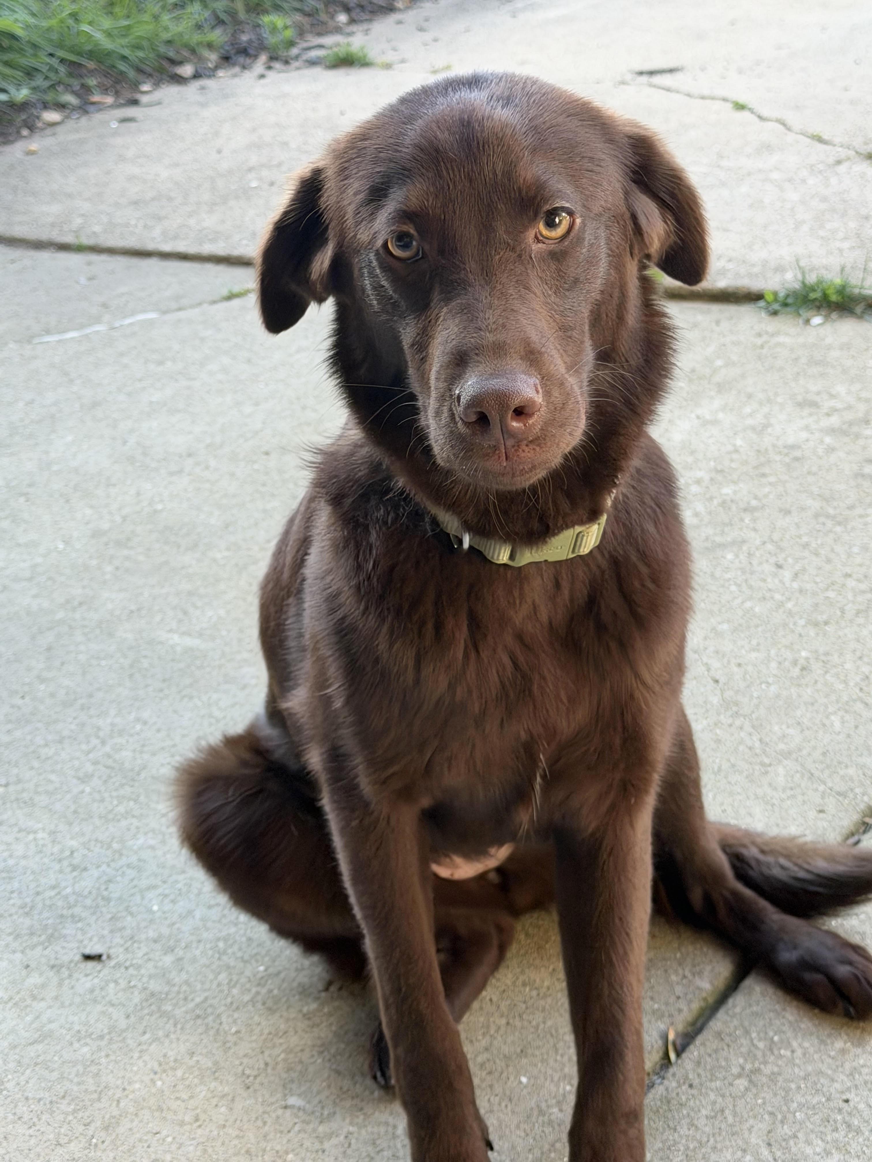 Gabby, an adopted mixed breed in Schaumburg, IL image 2/4