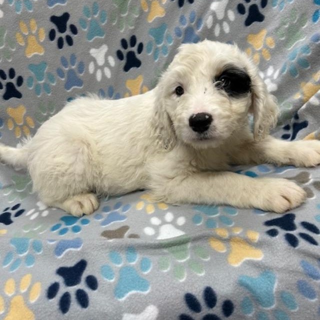 Enlarge Lacey, an adopted mixed breed in Bartonsville, PA image 3/4