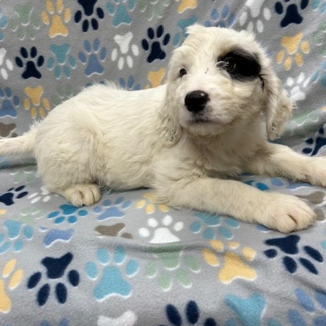 Enlarge Lacey, an adopted mixed breed in Bartonsville, PA image 4/4