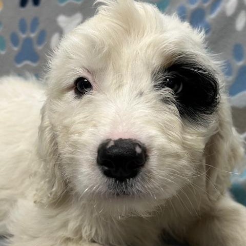 Enlarge Lacey, an adopted mixed breed in Bartonsville, PA image 2/4