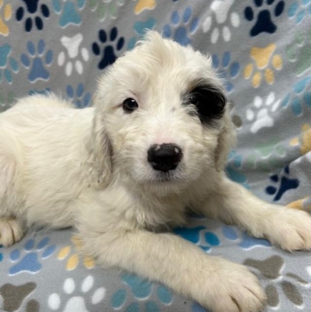 Lacey, adopted, Puppy Female Dalmatian & Poodle.