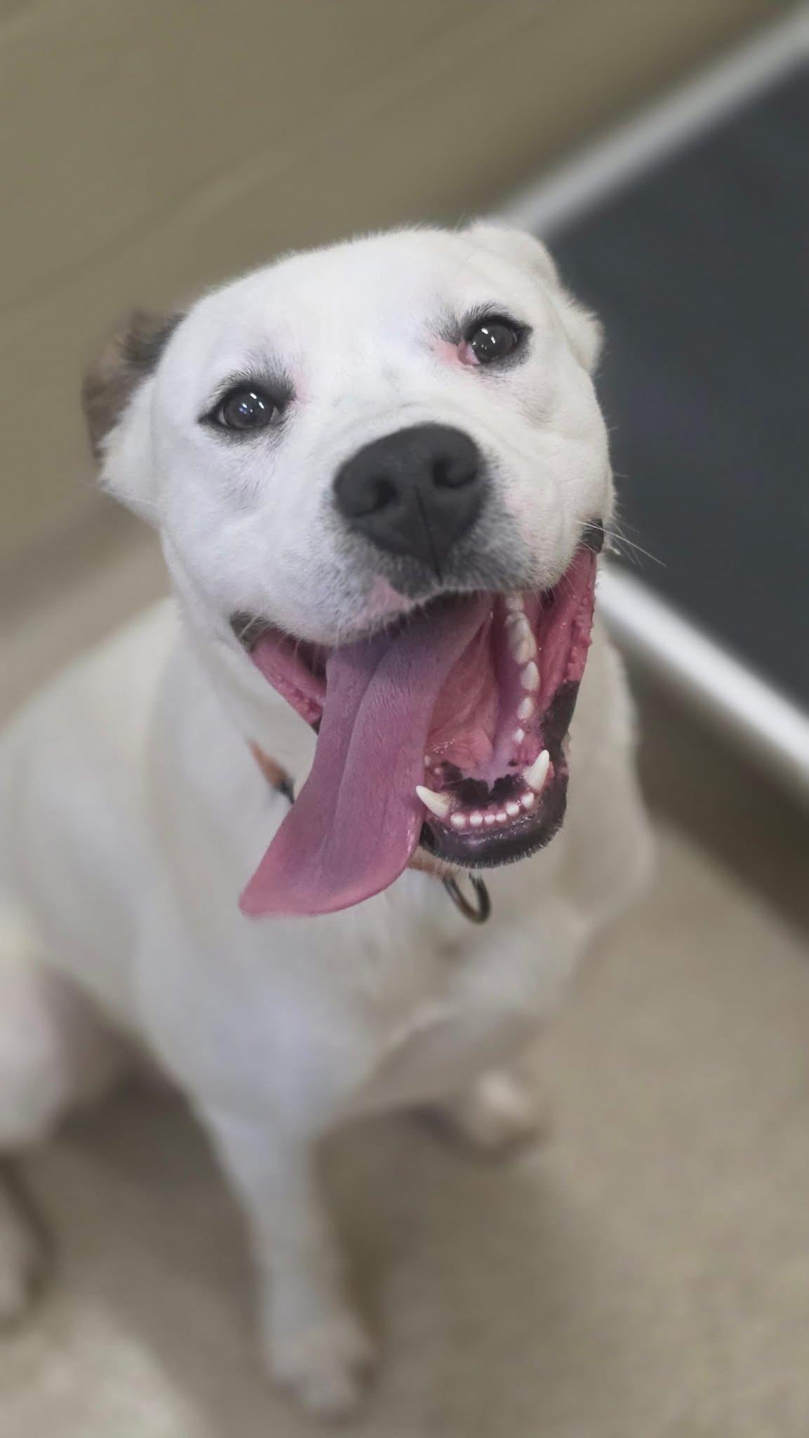 Indy, Adoptable, Adult Male Hound & Labrador Retriever.