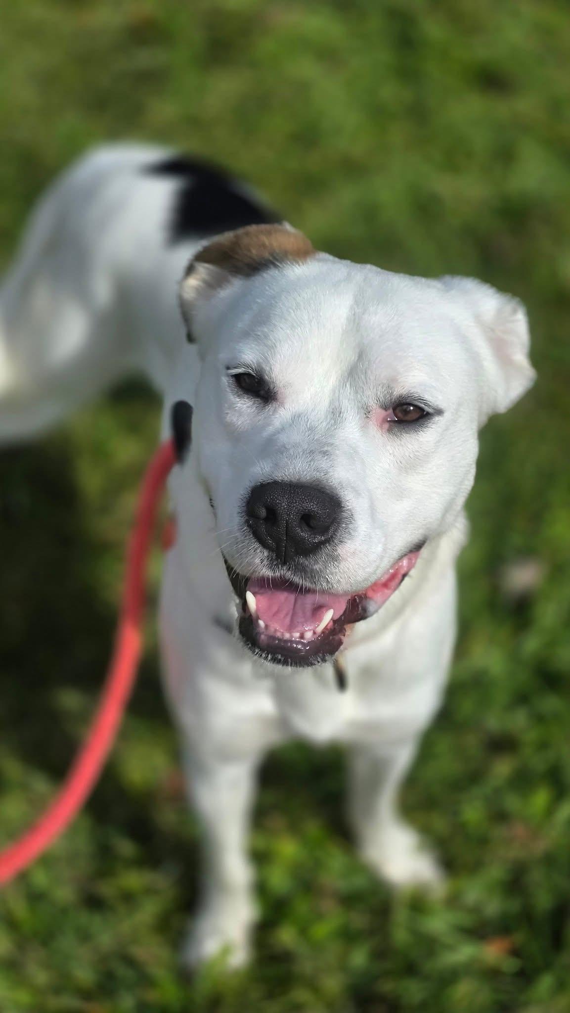 Indy, a Adoptable mixed breed in Youngstown, OH image 5/6