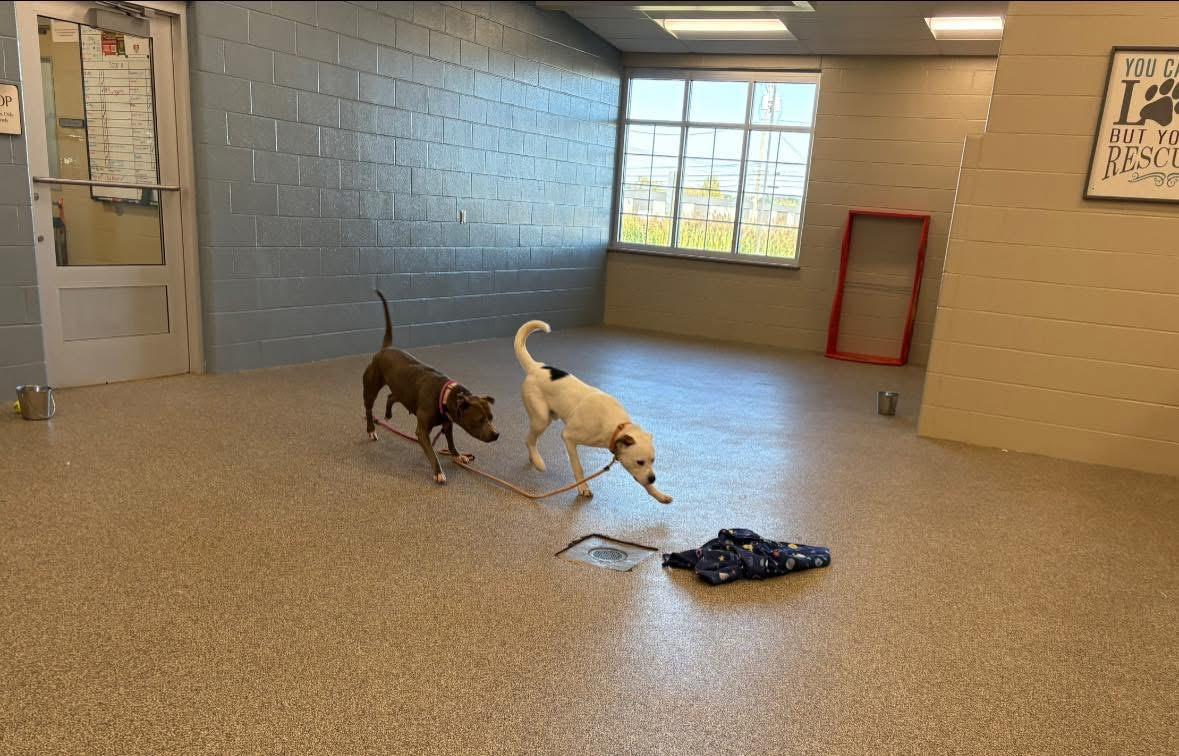 Indy, a Adoptable mixed breed in Youngstown, OH image 6/6