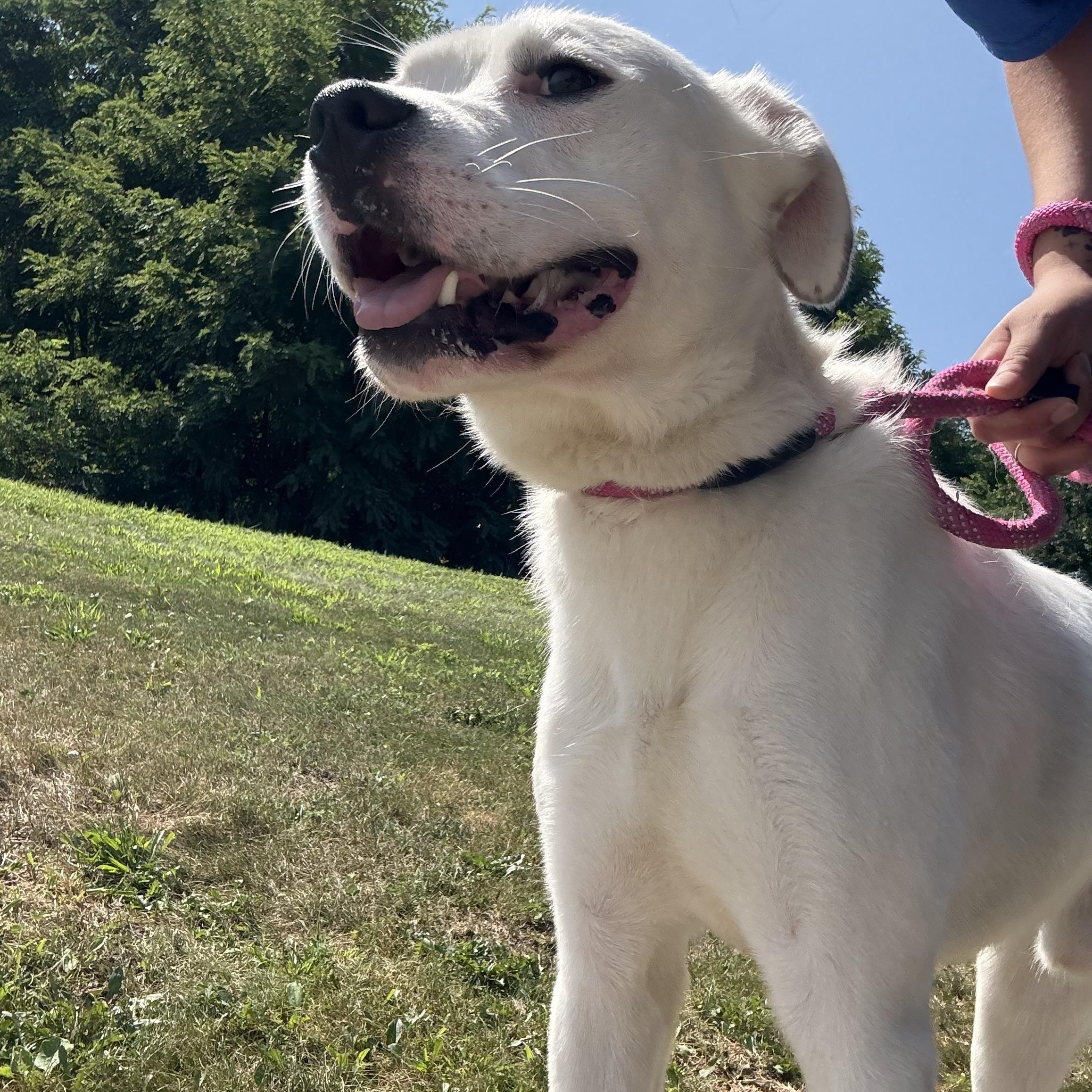 Indy, a Adoptable mixed breed in Youngstown, OH image 3/6