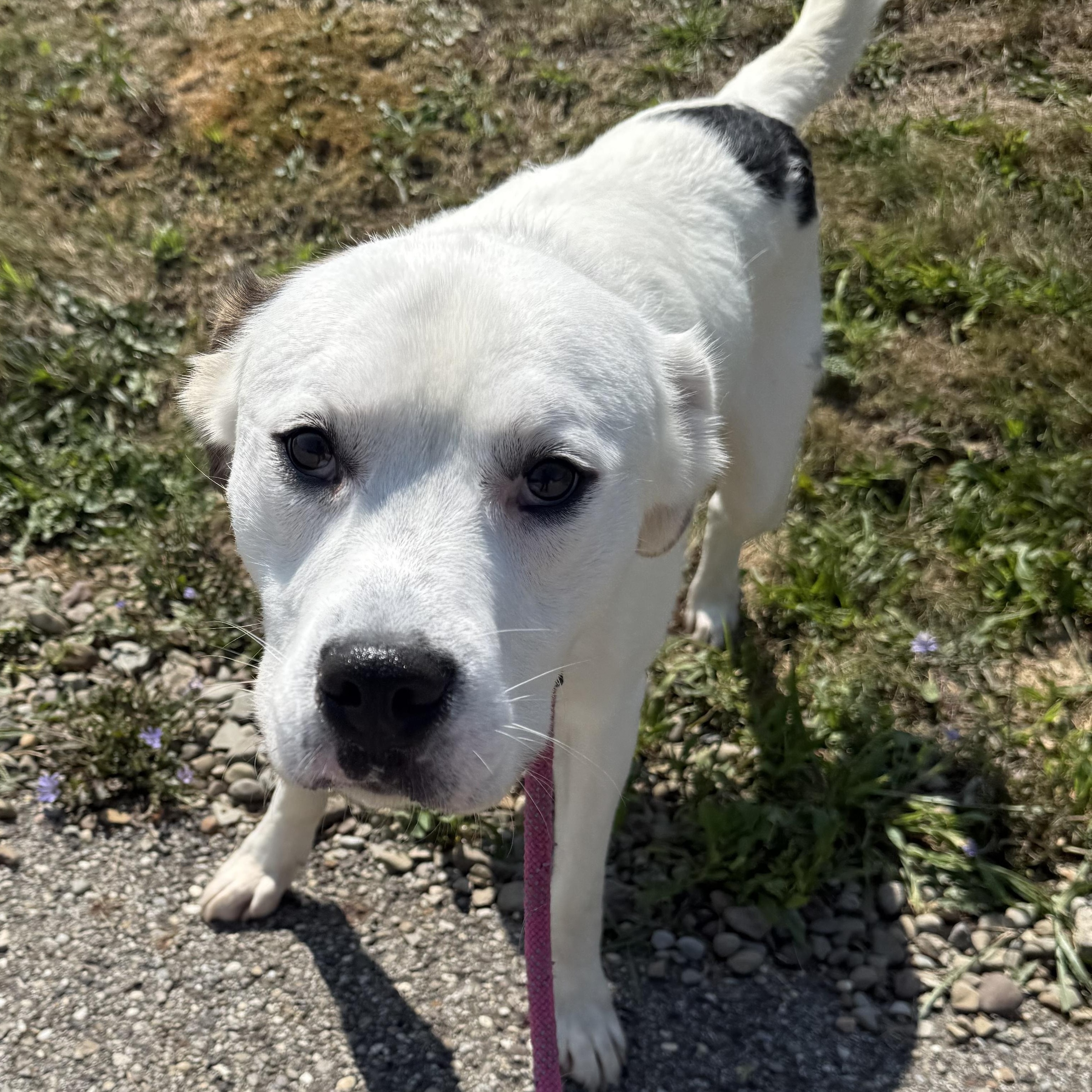 Indy, a Adoptable mixed breed in Youngstown, OH image 4/6