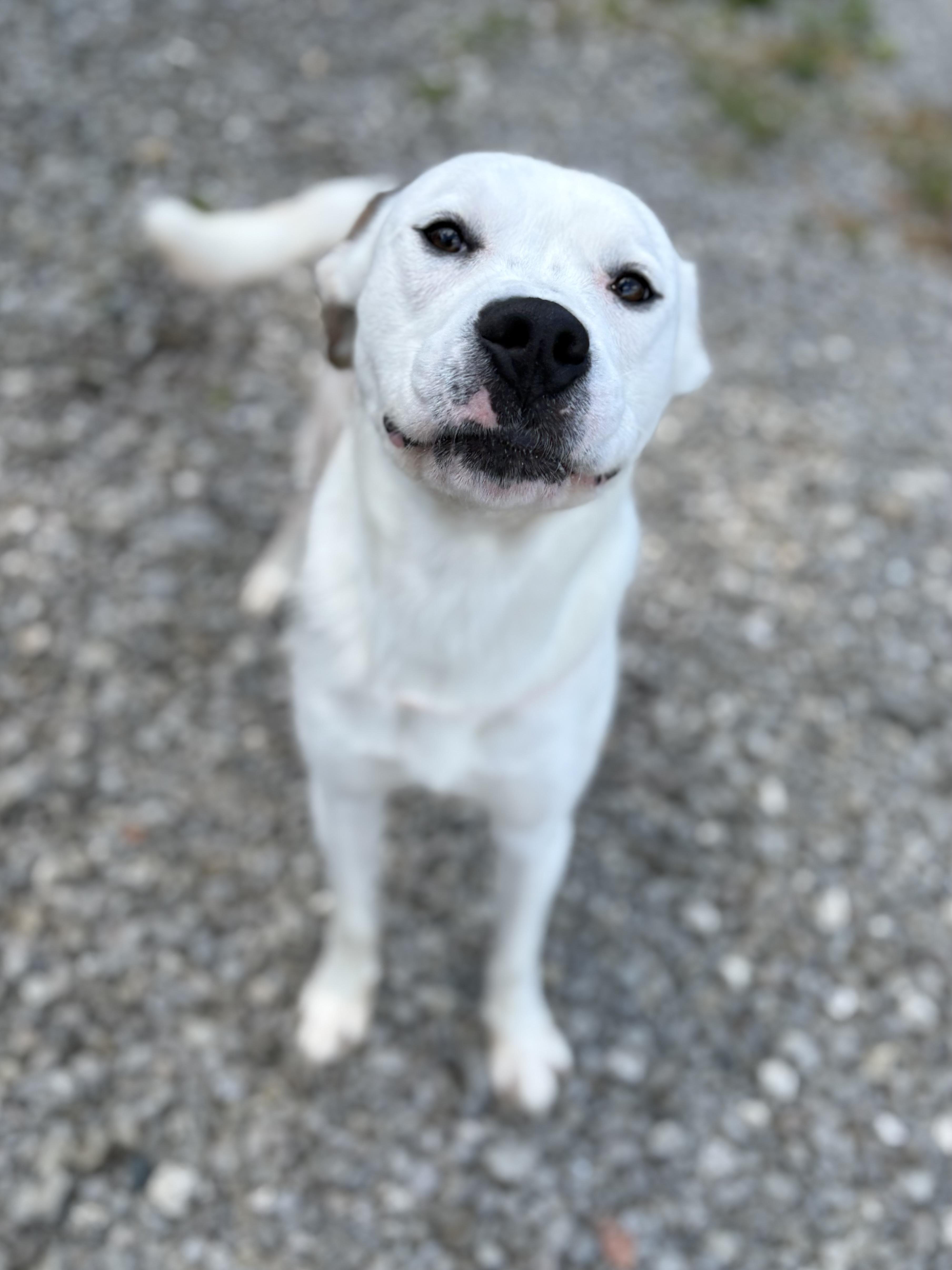 Indy, a Adoptable mixed breed in Youngstown, OH image 2/6