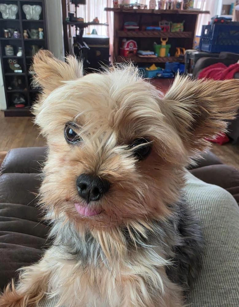 Chase, Adoptable, Adult Male Yorkshire Terrier.