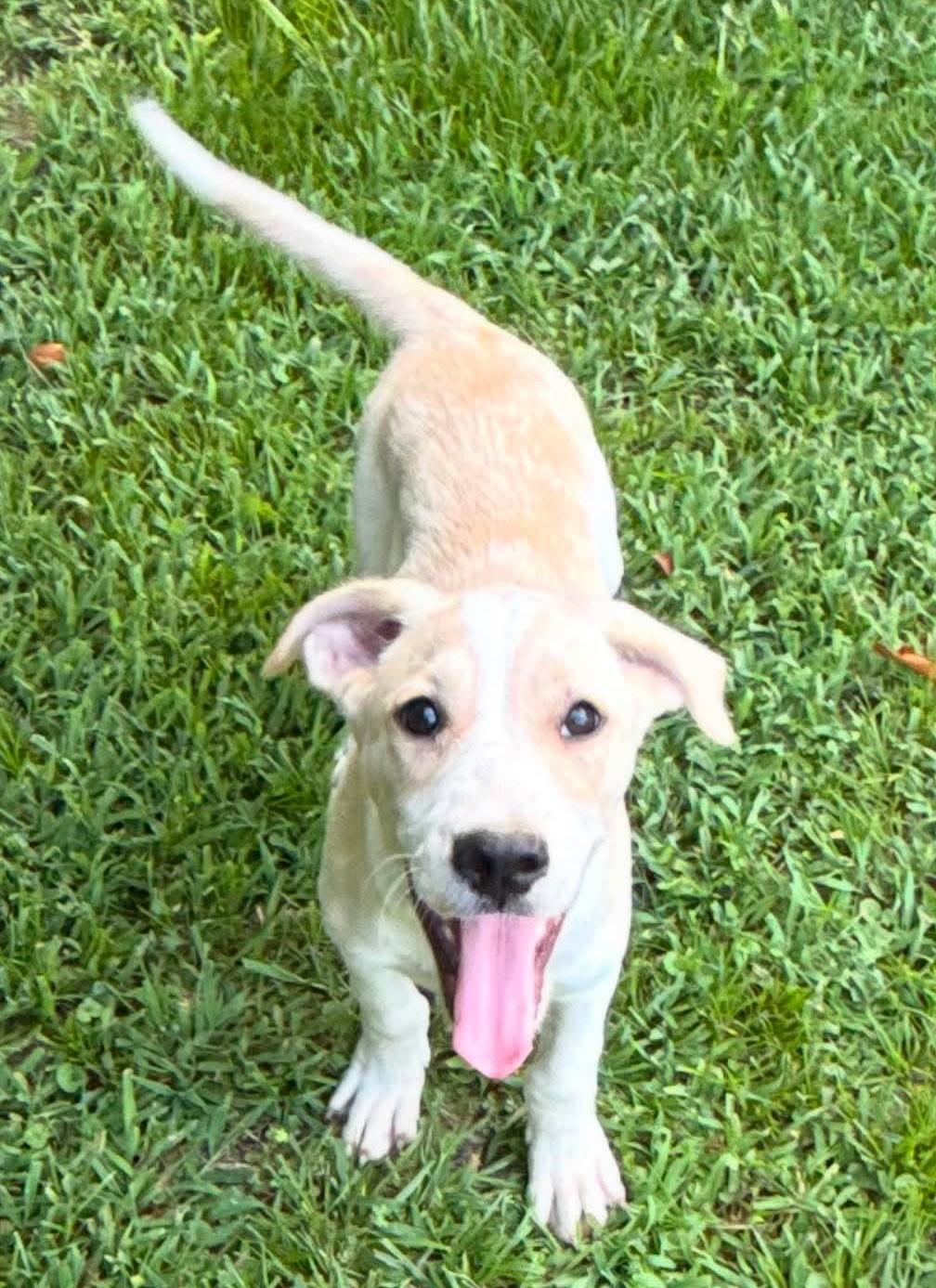 Fox HERE IN NH, a ADOPTABLE Mixed Breed in Northwood, NH image 1/6