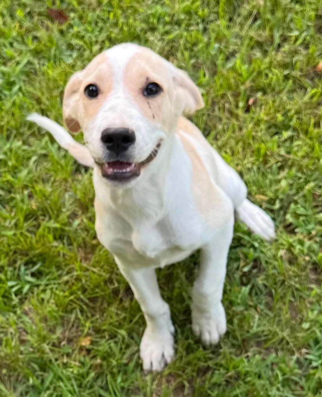 Fox HERE IN NH, a ADOPTABLE Mixed Breed in Northwood, NH image 6/6