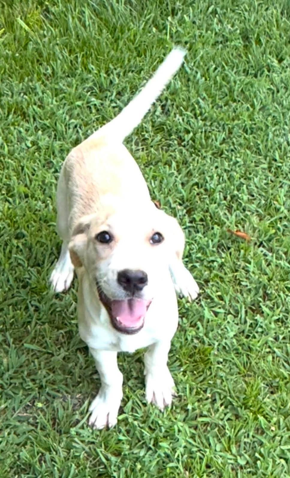 Fox HERE IN NH, a ADOPTABLE Mixed Breed in Northwood, NH image 3/6