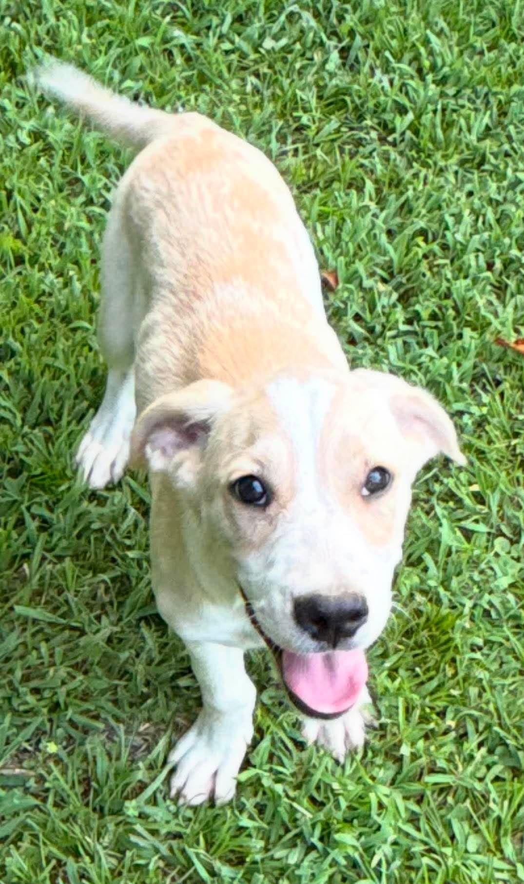 Fox HERE IN NH, a ADOPTABLE Mixed Breed in Northwood, NH image 5/6