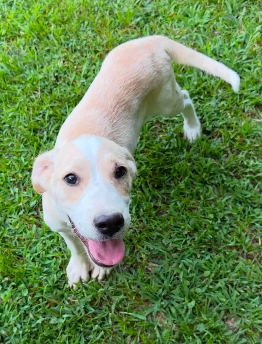 Fox HERE IN NH, a ADOPTABLE Mixed Breed in Northwood, NH image 2/6