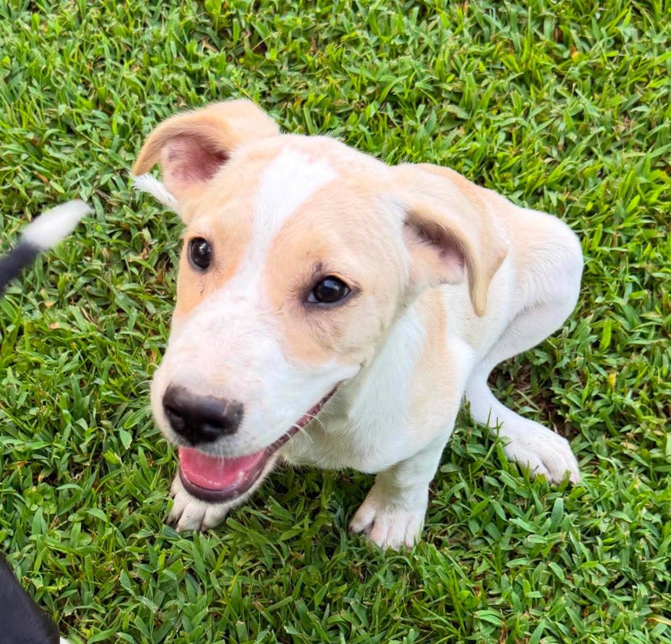 Fox HERE IN NH, a ADOPTABLE Mixed Breed in Northwood, NH image 4/6