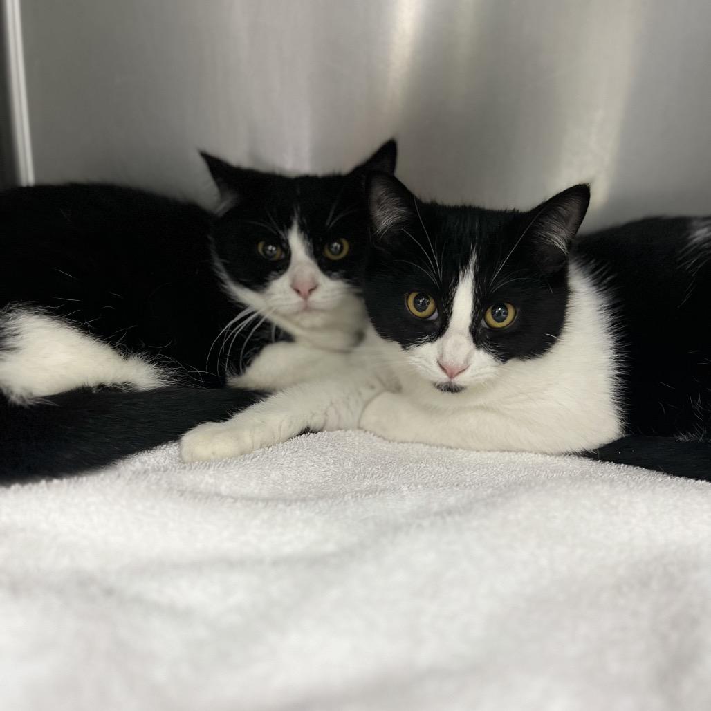 Enlarge Dottie, a Adoptable Domestic Short Hair in Spokane, WA image 1/3