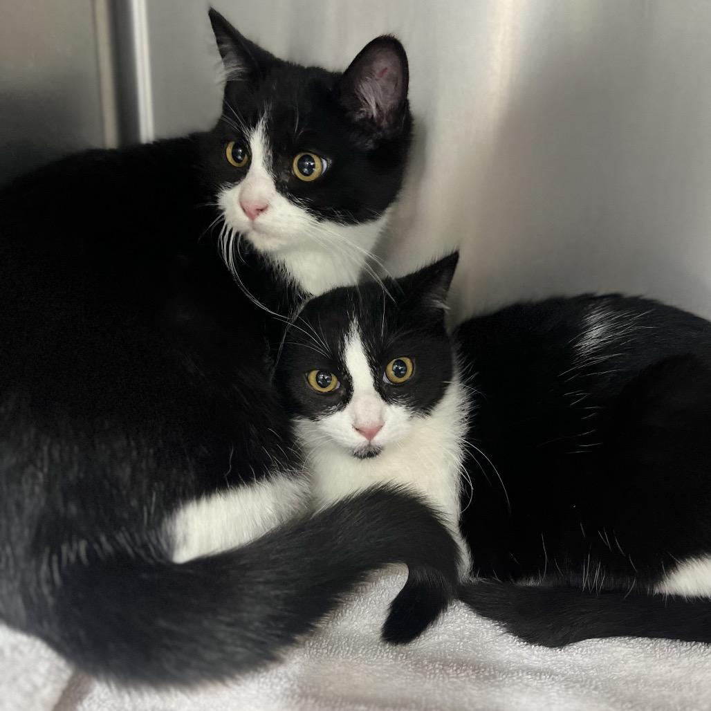 Enlarge Dottie, a Adoptable Domestic Short Hair in Spokane, WA image 2/3