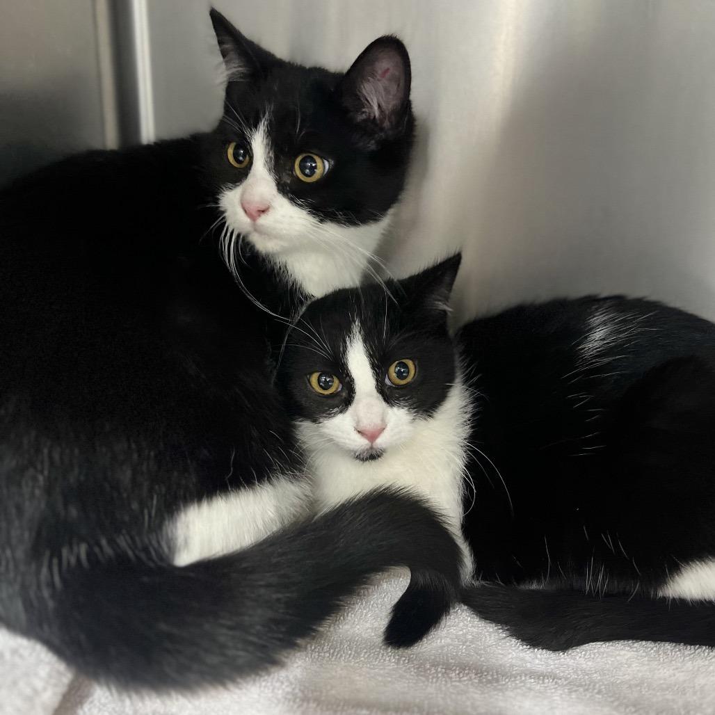 Enlarge Dottie, a Adoptable Domestic Short Hair in Spokane, WA image 3/3