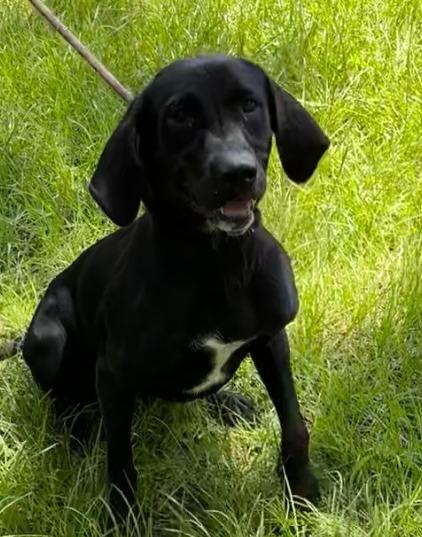 Avi, Adoptable, Young Female Labrador Retriever.
