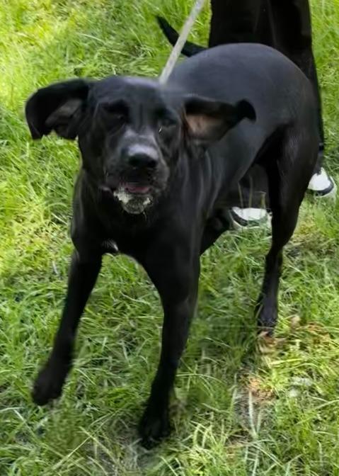 Avi, a Adoptable Labrador Retriever in Swainsboro, GA image 2/5