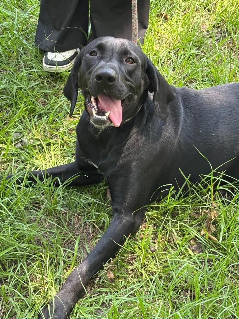 Avi, a Adoptable Labrador Retriever in Swainsboro, GA image 3/5